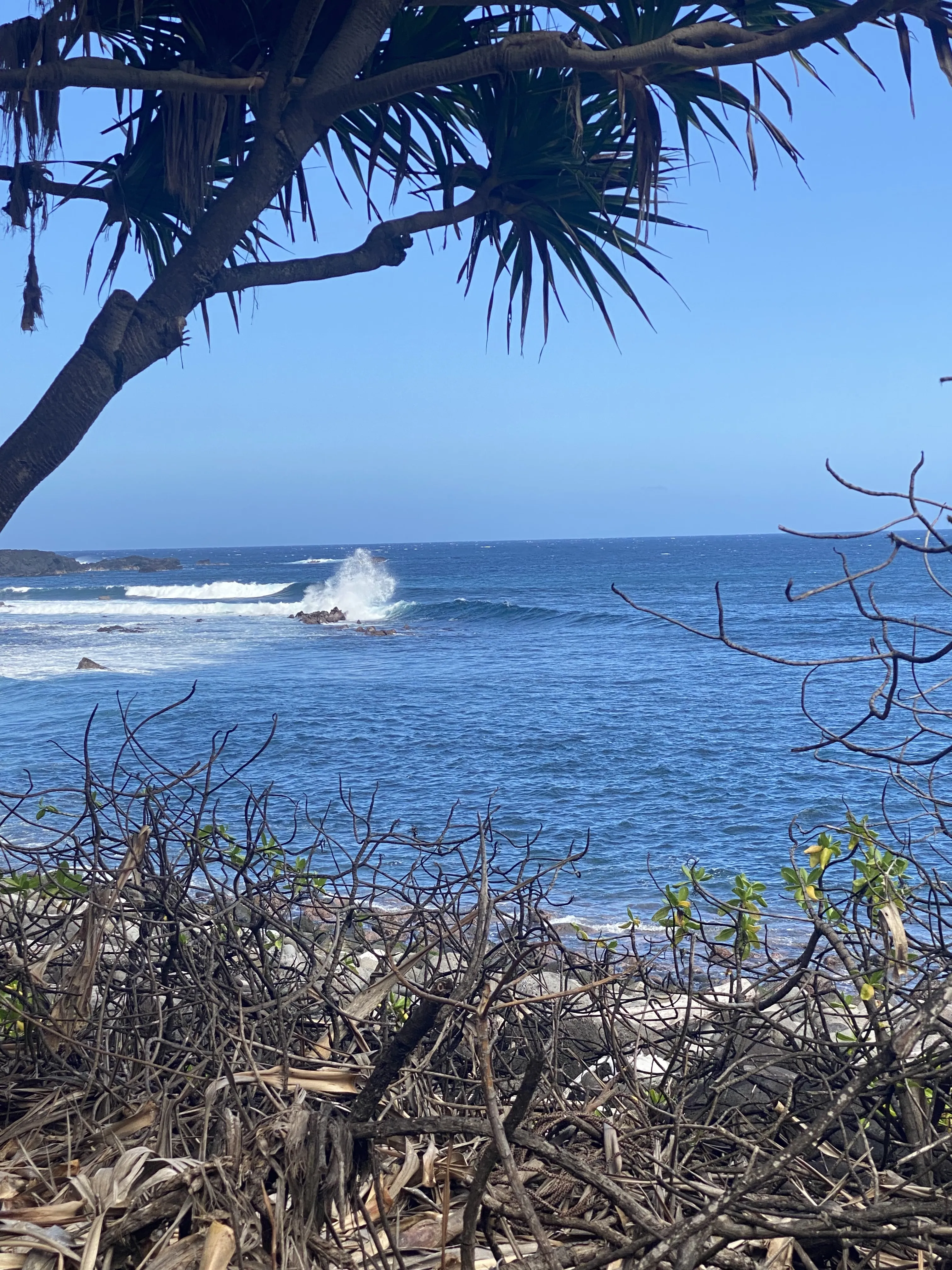 Information importante sur le comportement à adopté en cas en rencontre avec un requin à La Réunion
